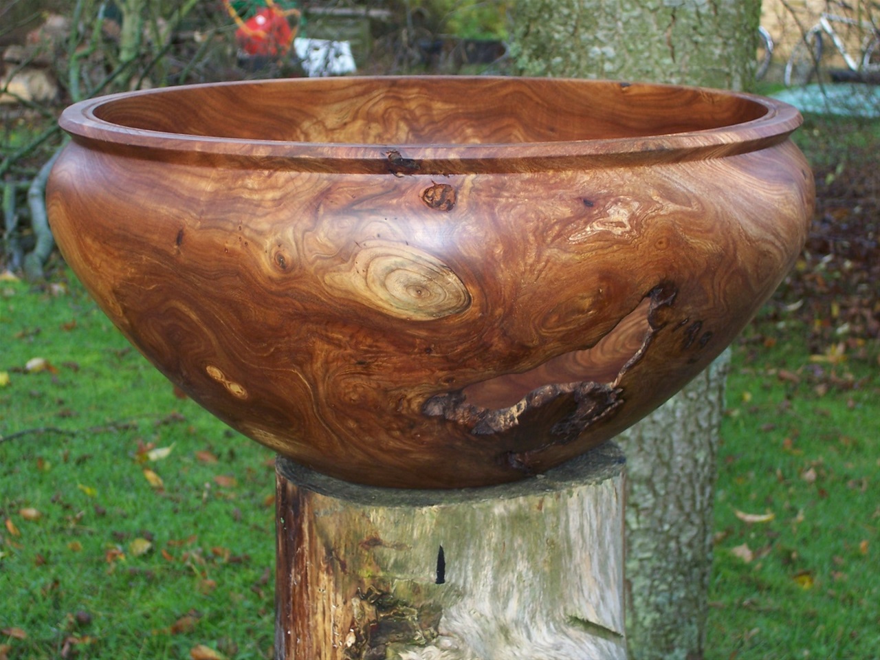 Elm